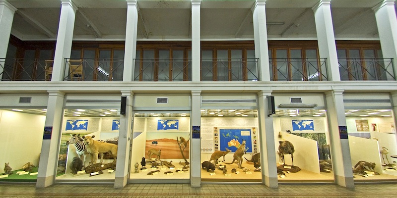 Museo Zoológico