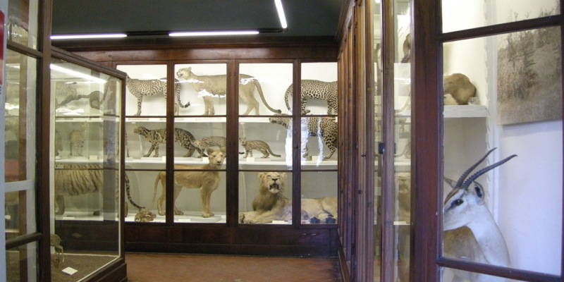Naturhistorisches Museum - Zoologie - Die Specola
