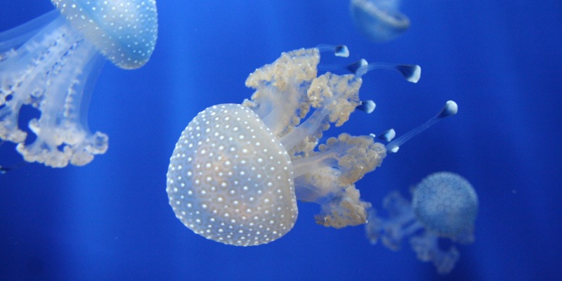 Genovas Aquarium