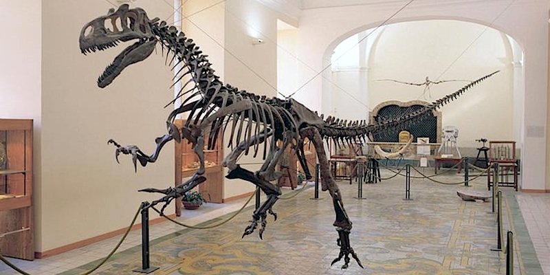Museo de Paleontología - Museo de Ciencias Naturales
