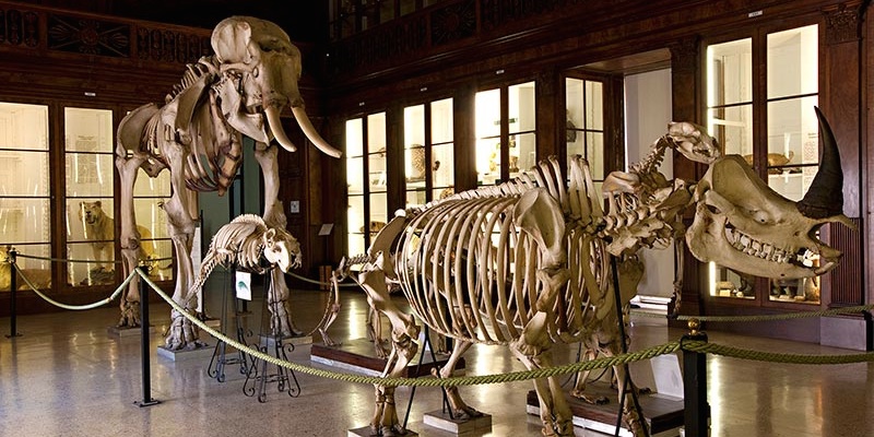 Museo Zoológico - Museo de Ciencias Naturales