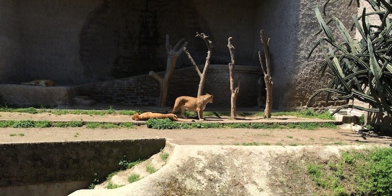 Zoo of Naples