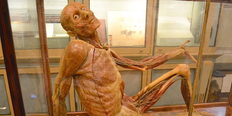 Museo di Anatomia