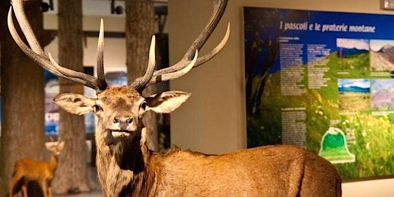 Stadtmuseum für Naturgeschichte